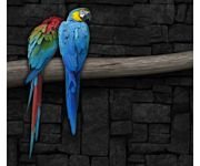 pic for colorful parrots 